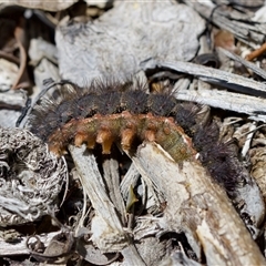 Epicoma contristis at Florey, ACT - suppressed