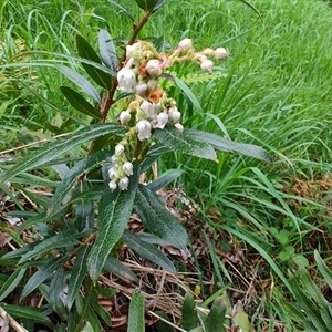 Gaultheria hispida (Copperleaf Snowberry) at Preston, TAS by LyndalT