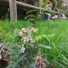 Gaultheria hispida at Preston, TAS - 6 Nov 2024