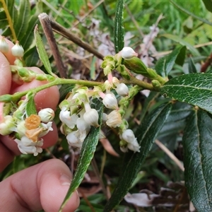 Gaultheria hispida at Preston, TAS - 6 Nov 2024