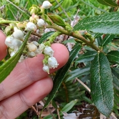 Gaultheria hispida at Preston, TAS - 6 Nov 2024