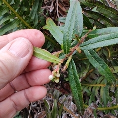 Gaultheria hispida at Preston, TAS - 6 Nov 2024