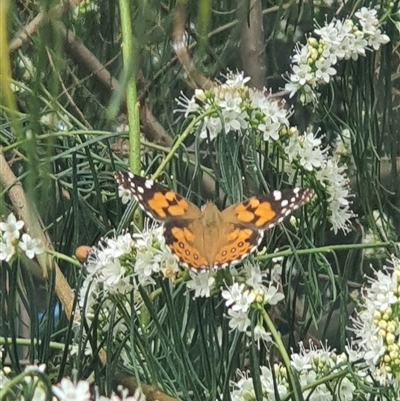 Vanessa kershawi (Australian Painted Lady) at Phillip, ACT - 6 Nov 2024 by monkeybunks