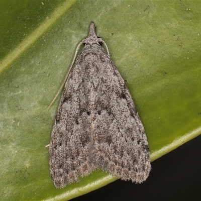 Nola vernalis (Dagger Tuft Moth) at Melba, ACT - 4 Nov 2024 by kasiaaus