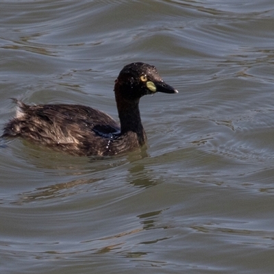 Tachybaptus novaehollandiae (Australasian Grebe) at Whitlam, ACT - 6 Nov 2024 by AlisonMilton