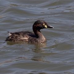 Tachybaptus novaehollandiae at Whitlam, ACT - 6 Nov 2024