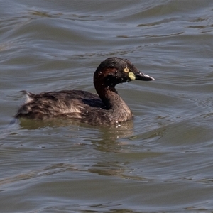 Tachybaptus novaehollandiae at Whitlam, ACT - 6 Nov 2024