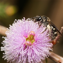 Lasioglossum (Chilalictus) sp. (genus & subgenus) (Halictid bee) at Downer, ACT - 6 Nov 2024 by RobertD