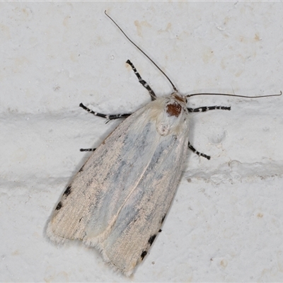 Unnamed genus and species (A Timber moth (subfamily Xyloryctidae)) at Melba, ACT - 4 Nov 2024 by kasiaaus