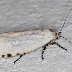 Unnamed genus and species at Melba, ACT - 4 Nov 2024 10:52 PM