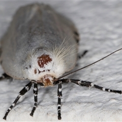 Unnamed genus and species at Melba, ACT - 4 Nov 2024 10:52 PM