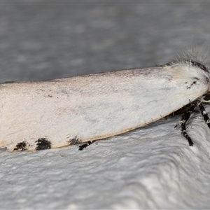 Unnamed genus and species at Melba, ACT - 4 Nov 2024 10:52 PM