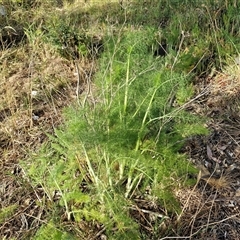 Foeniculum vulgare (Fennel) at Goulburn, NSW - 6 Nov 2024 by trevorpreston