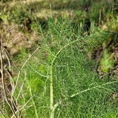 Foeniculum vulgare at Goulburn, NSW - 6 Nov 2024 05:35 PM