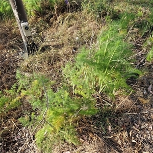 Foeniculum vulgare at Goulburn, NSW - 6 Nov 2024 05:35 PM