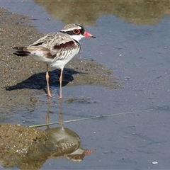 Charadrius melanops at Whitlam, ACT - 6 Nov 2024