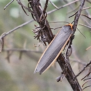 Palaeosia bicosta at Goulburn, NSW - 6 Nov 2024 04:47 PM