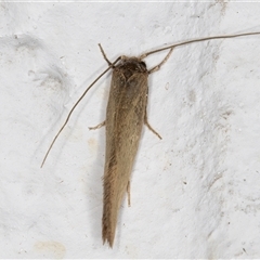 Tineidae (family) at Melba, ACT - 4 Nov 2024 10:47 PM