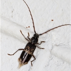 Phoracantha semipunctata (Common Eucalypt Longicorn) at Melba, ACT - 4 Nov 2024 by kasiaaus