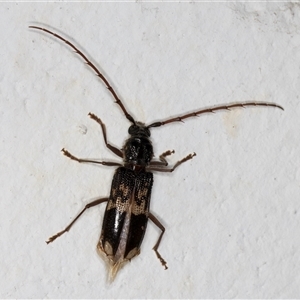 Phoracantha semipunctata at Melba, ACT - 4 Nov 2024