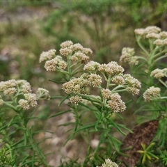 Cassinia aculeata subsp. aculeata (Dolly Bush, Common Cassinia, Dogwood) at Goulburn, NSW - 6 Nov 2024 by trevorpreston