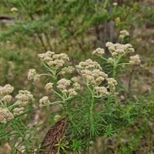 Cassinia aculeata subsp. aculeata at Goulburn, NSW - 6 Nov 2024 04:46 PM