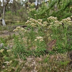 Cassinia aculeata subsp. aculeata at Goulburn, NSW - 6 Nov 2024 04:46 PM