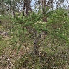 Cassinia aculeata subsp. aculeata at Goulburn, NSW - 6 Nov 2024 04:46 PM