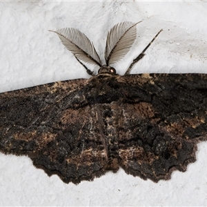 Pholodes sinistraria at Melba, ACT - 4 Nov 2024 10:53 PM