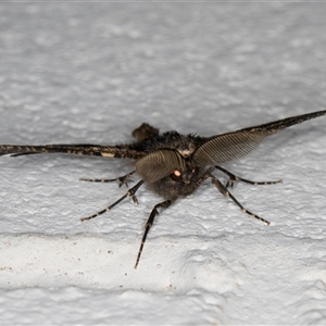 Pholodes sinistraria at Melba, ACT - 4 Nov 2024 10:53 PM