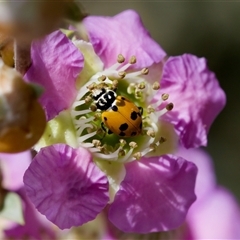 Hippodamia variegata (Spotted Amber Ladybird) at Florey, ACT - 6 Nov 2024 by KorinneM