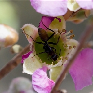 Camponotus aeneopilosus at Florey, ACT - 6 Nov 2024