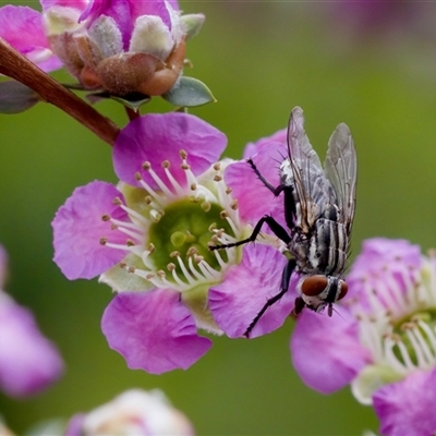 Sarcophagidae sp. (family) (Unidentified flesh fly) at Florey, ACT - 6 Nov 2024 by KorinneM