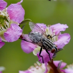 Sarcophagidae (family) at Florey, ACT - 6 Nov 2024