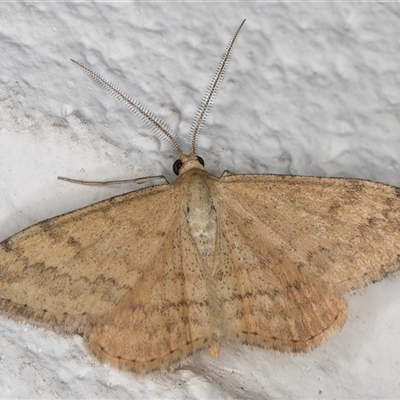 Scopula rubraria (Reddish Wave, Plantain Moth) at Melba, ACT - 4 Nov 2024 by kasiaaus