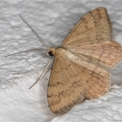 Scopula rubraria at Melba, ACT - 4 Nov 2024 10:57 PM