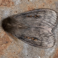 Leptocneria reducta (White cedar moth) at Melba, ACT - 3 Nov 2024 by kasiaaus