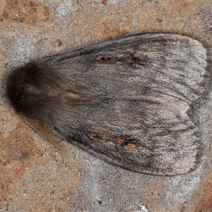 Leptocneria reducta at Melba, ACT - 3 Nov 2024 10:56 PM