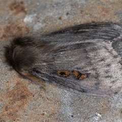 Leptocneria reducta at Melba, ACT - 3 Nov 2024 10:56 PM