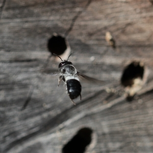 Megachile lucidiventris at Keiraville, NSW - 1 Feb 2022