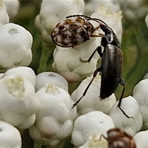 Alleculinae sp. (Subfamily) at Goulburn, NSW - 6 Nov 2024