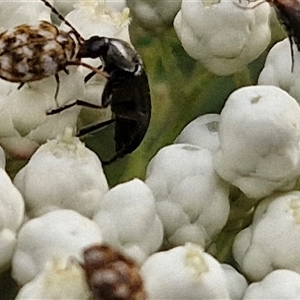 Alleculinae sp. (Subfamily) at Goulburn, NSW - 6 Nov 2024