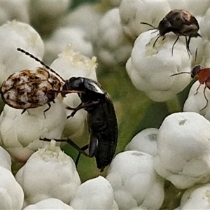 Alleculinae sp. (Subfamily) at Goulburn, NSW - 6 Nov 2024