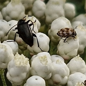 Alleculinae sp. (Subfamily) at Goulburn, NSW - 6 Nov 2024