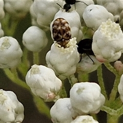 Anthrenus verbasci (Varied or Variegated Carpet Beetle) at Goulburn, NSW - 6 Nov 2024 by trevorpreston