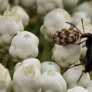 Anthrenus verbasci at Goulburn, NSW - 6 Nov 2024 04:43 PM