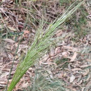 Austrostipa densiflora at Goulburn, NSW - 6 Nov 2024 04:41 PM