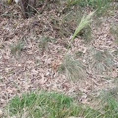 Austrostipa densiflora at Goulburn, NSW - 6 Nov 2024 04:41 PM