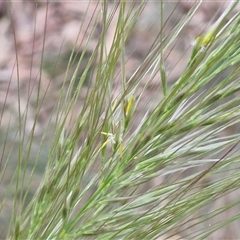 Austrostipa densiflora at Goulburn, NSW - 6 Nov 2024 04:41 PM