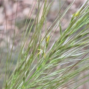 Austrostipa densiflora at Goulburn, NSW - 6 Nov 2024 04:41 PM